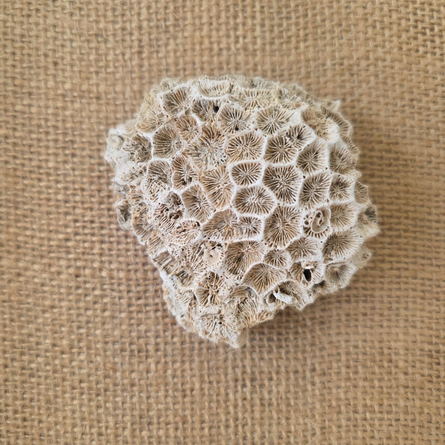 Coral Solitude