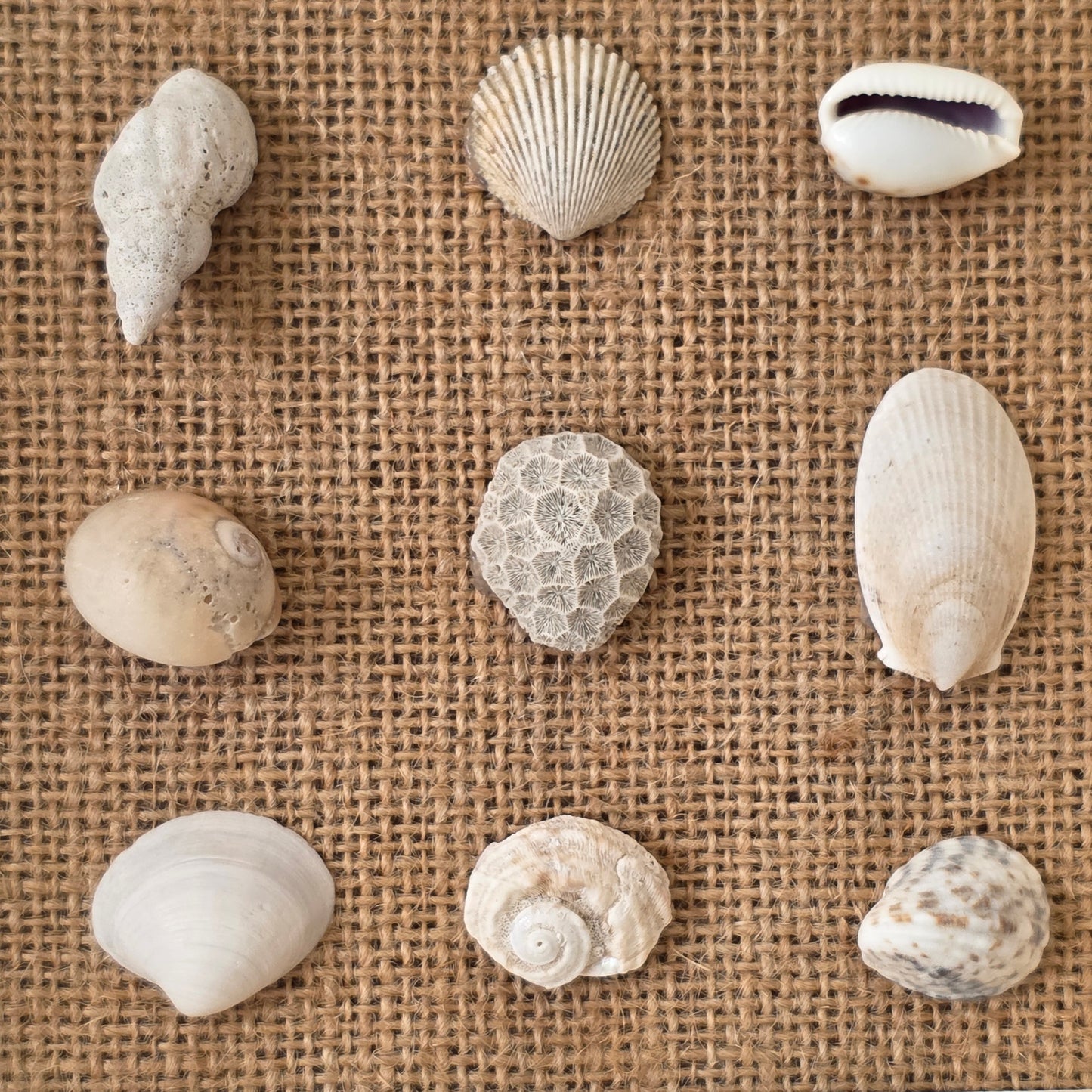 Shoreline Pattern