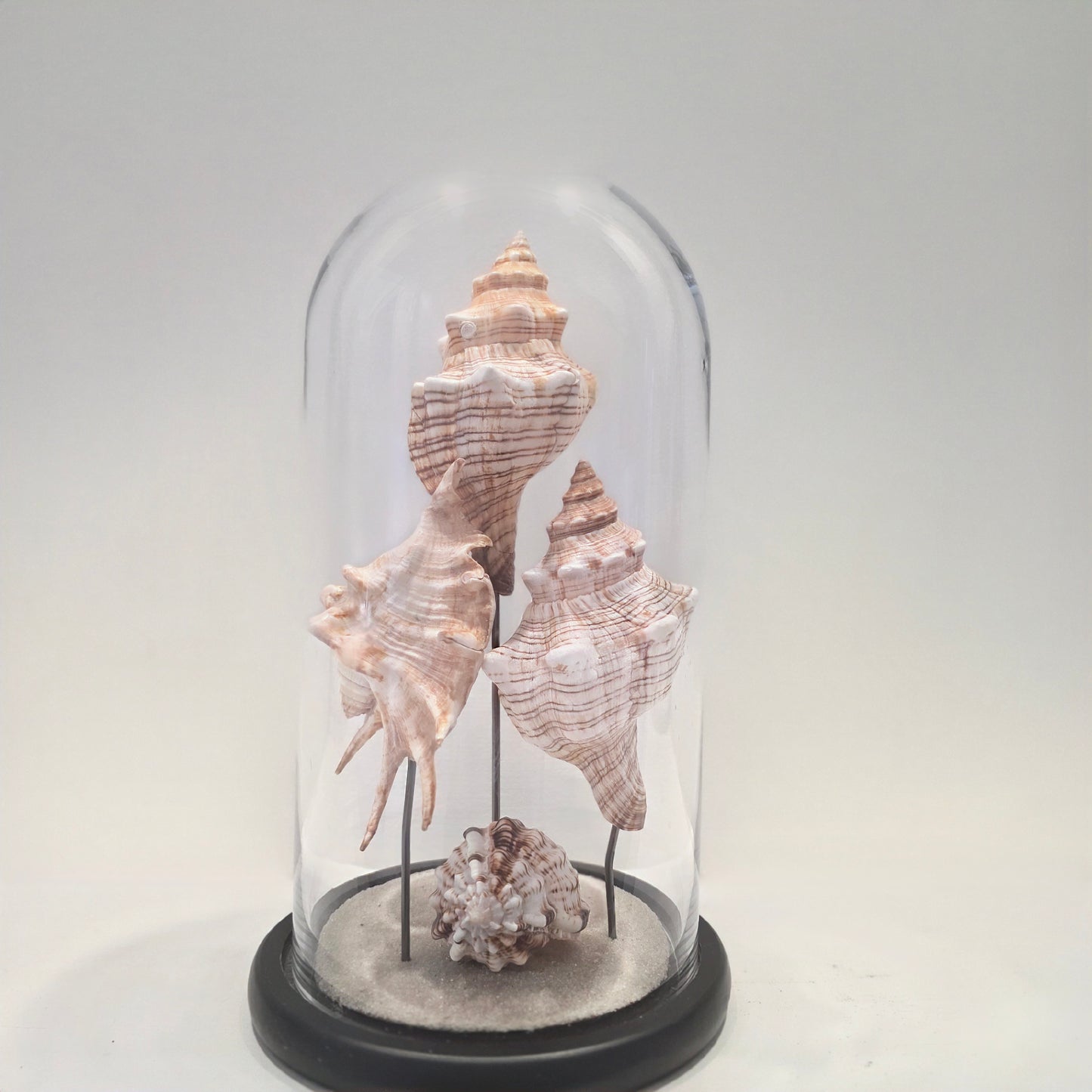 Whispers Beneath Glass