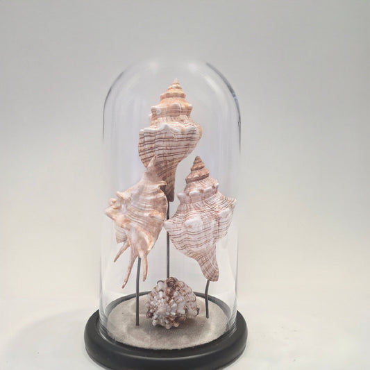 Whispers Beneath Glass