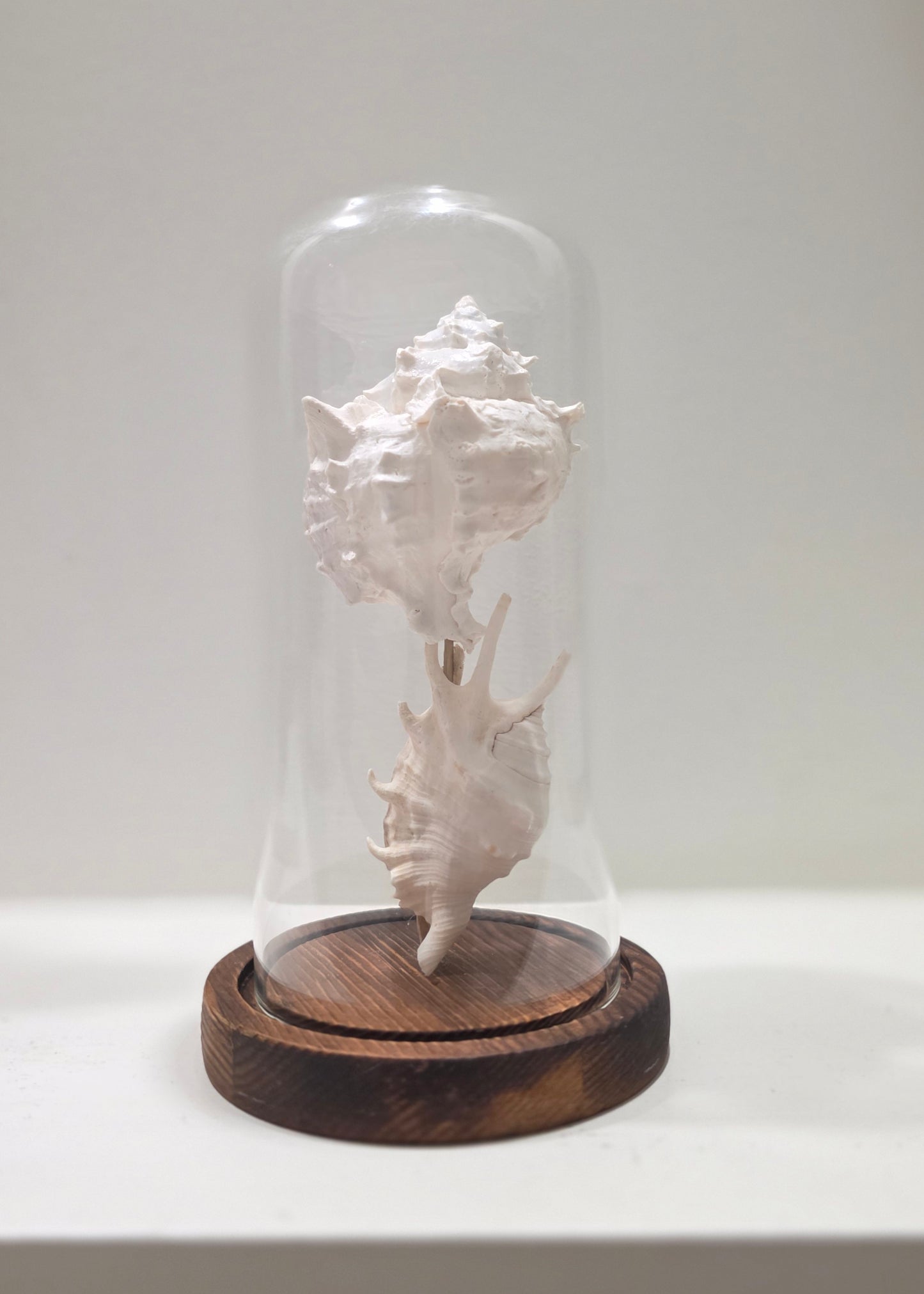 Sea Treasure