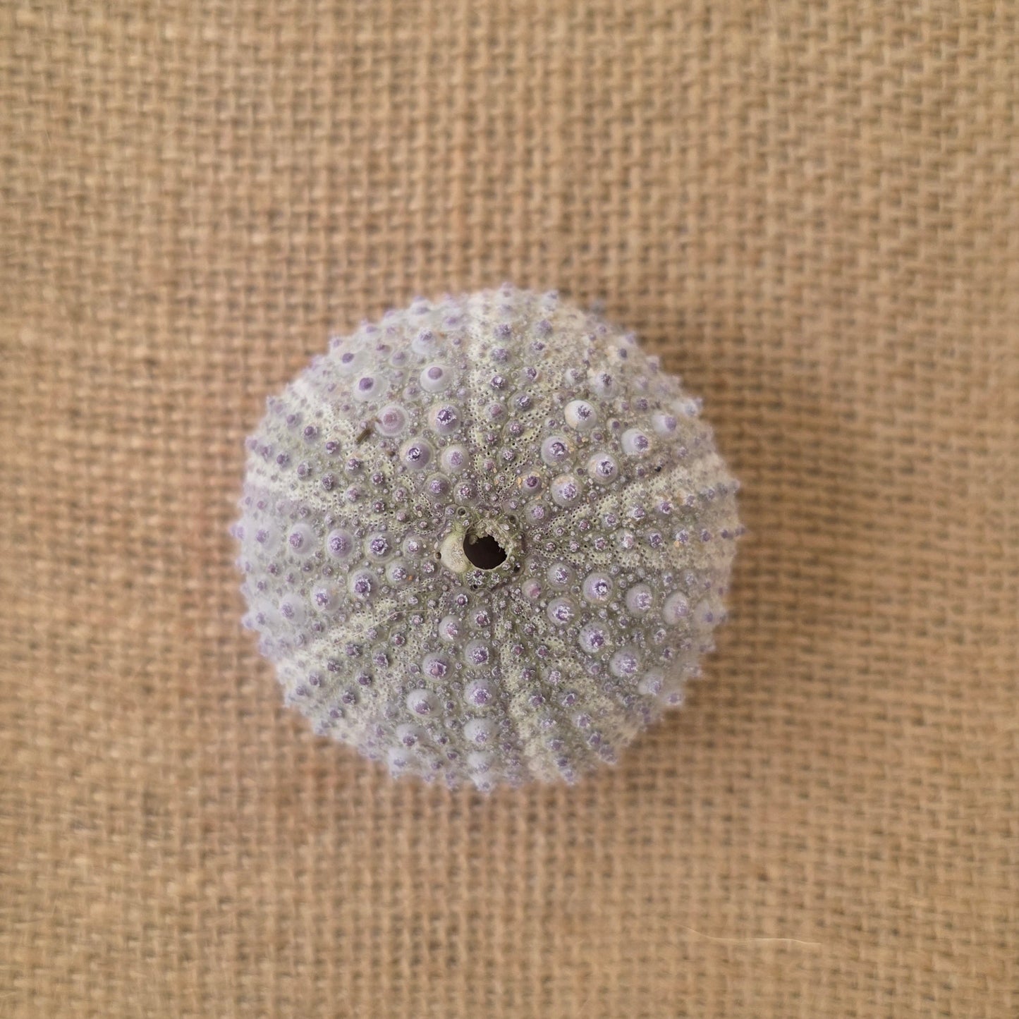 Urchin Solace