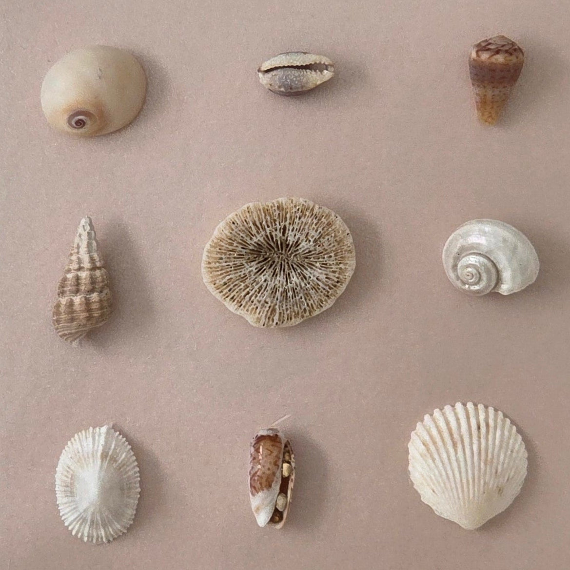 Petal Reef