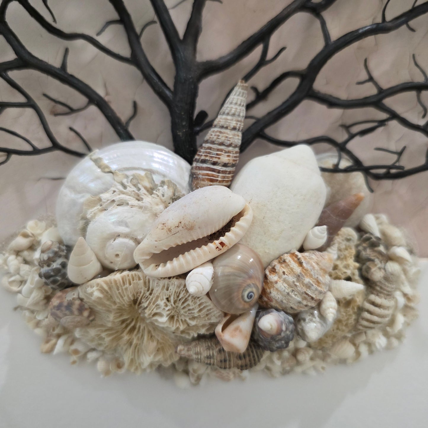 Ocean Origins